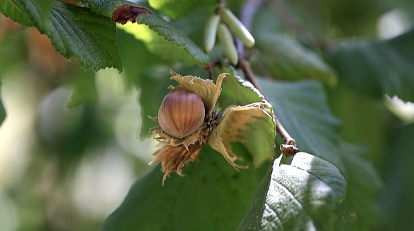 Quindici anni di crescita e l’obiettivo dell’Igp. La Tonda di Calabria guarda al futuro