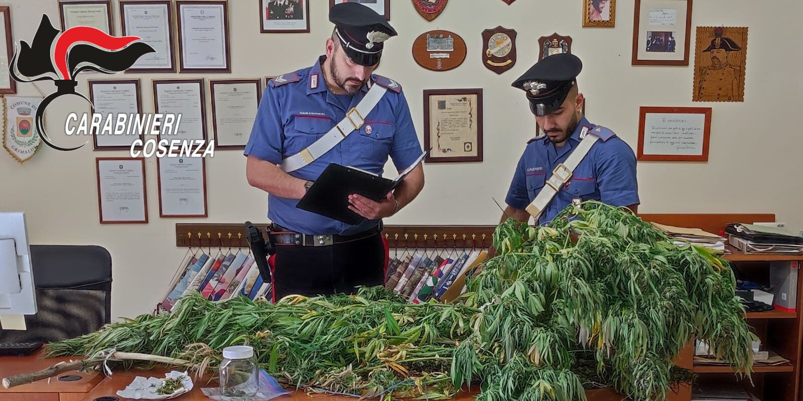 Piantagione di marijuana a Malito: arrestato un 28enne – FOTO E VIDEO