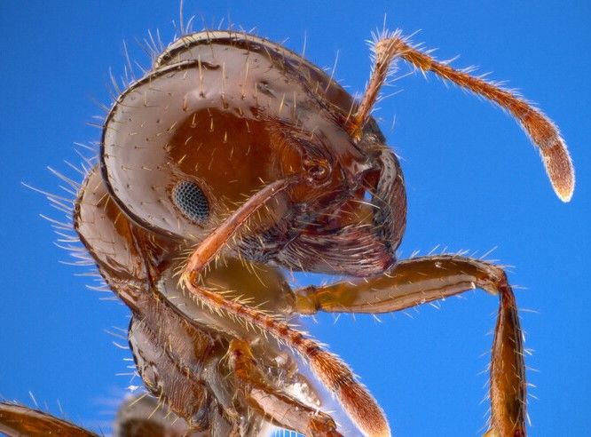 «Formiche ignifughe»