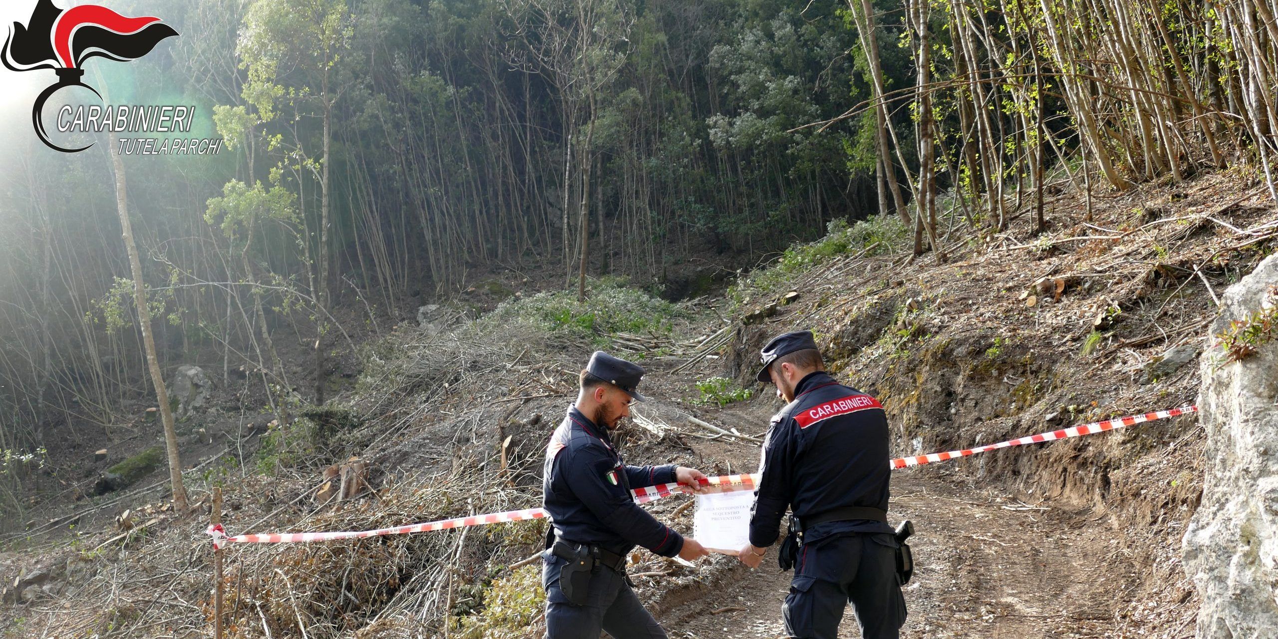 Orsomarso, tre denunciati per aver tagliato piante abusivamente