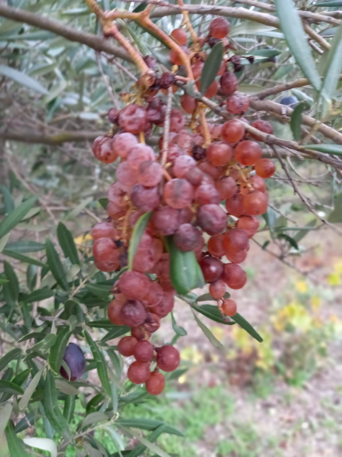 «Alla scoperta del Palmento Gimigliano»