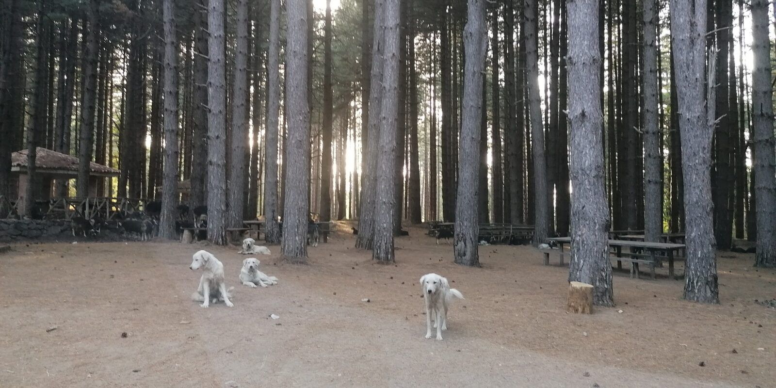 Uccisa dai cani a Satriano, l’esposto del Partito animalista