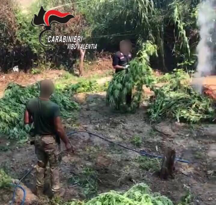 Blitz nelle Serre vibonesi, sequestrata marijuana per quasi 500mila euro. Un arresto