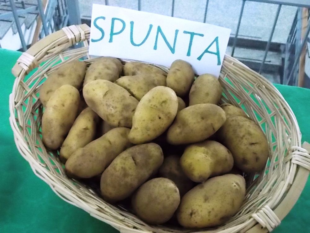 La patata di Sant`Eufemia d`Aspromonte è “Deco”