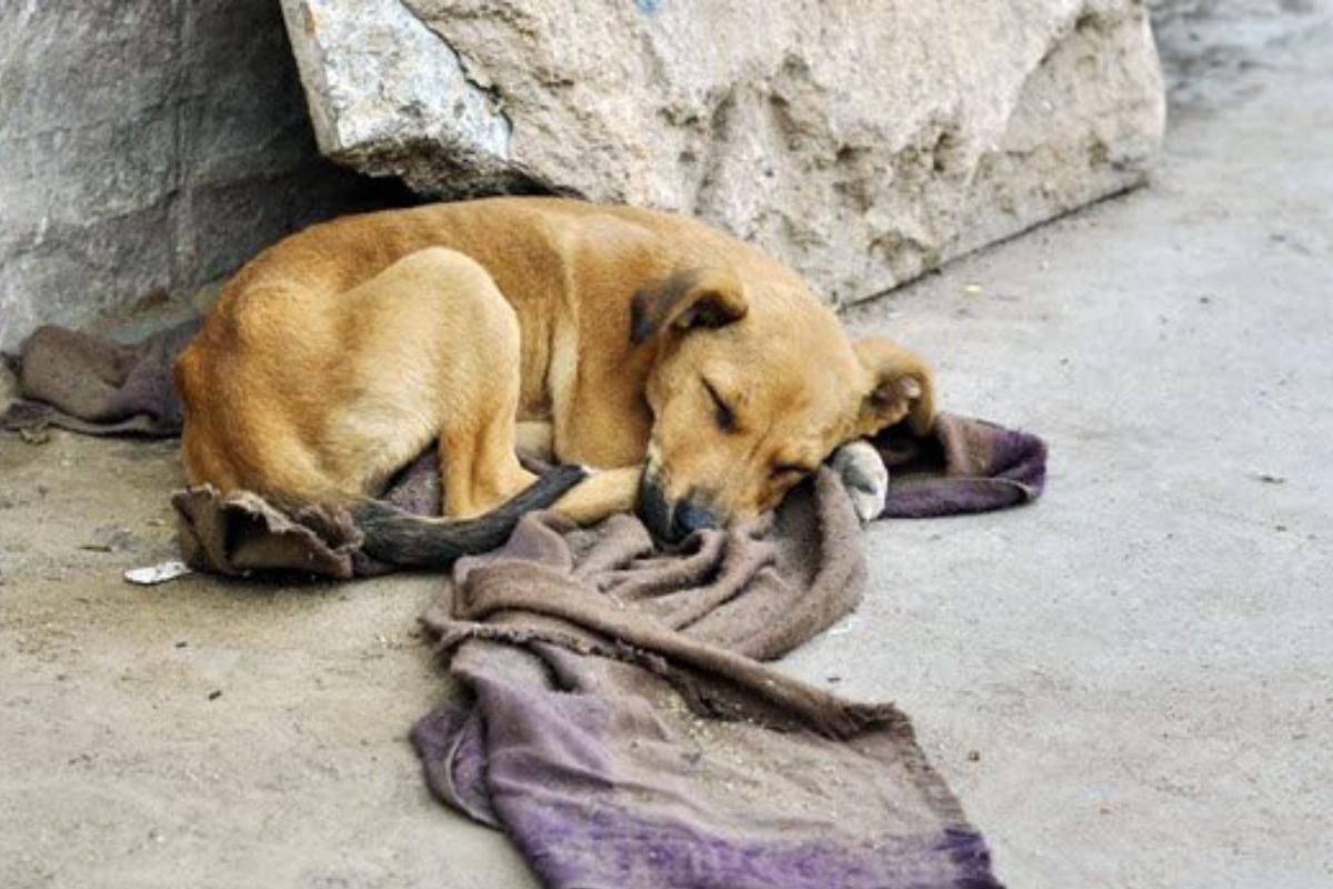Cinquefrondi, l’Enpa denuncia: «Cagnolina e i suoi cuccioli muoiono per l’indifferenza del Comune»