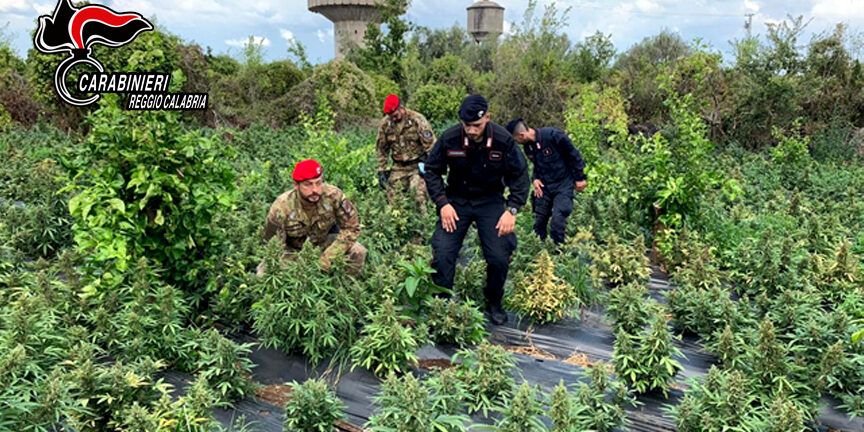 Sequestrata 2500 piante di marijuana nel Reggino: tre arresti