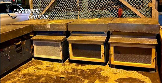 Trovati in possesso di cinque arnie, due denunciati nel Crotonese