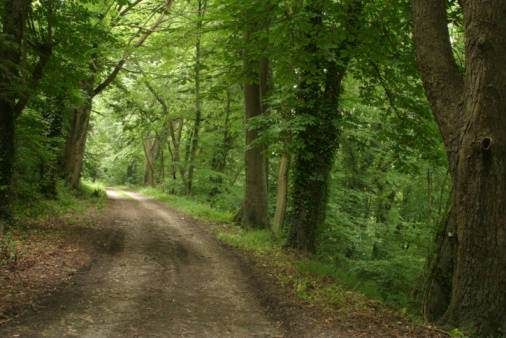 Ritrovati i due dispersi nel Parco nazionale della Sila