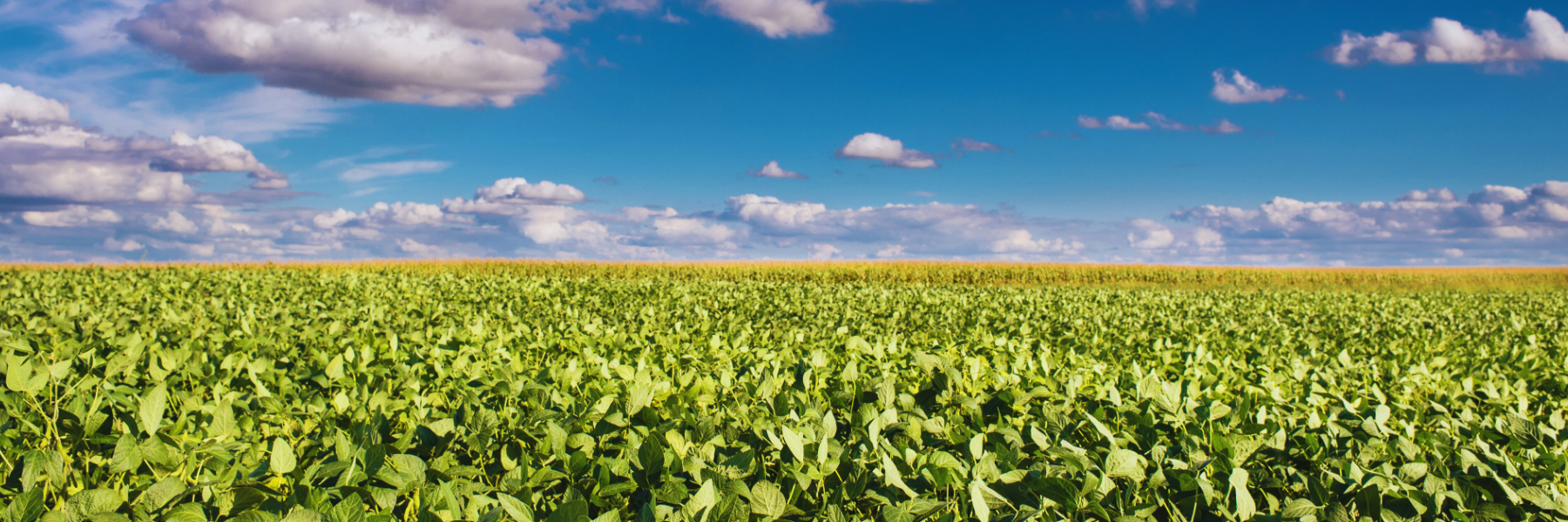 Giornata europea del biologico, ConfagriBio: «Rafforzare il settore»