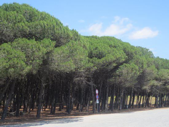 Catanzaro, su Giovino la polemica è già incandescente