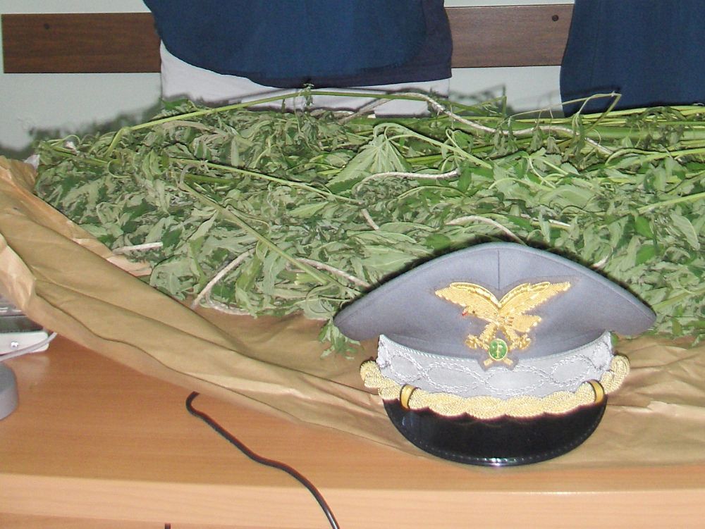 Scoperta un`intera collina coltivata a canapa indiana