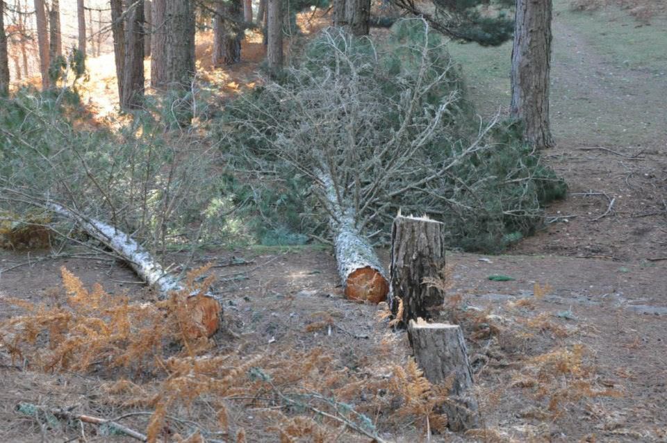 Taglio abusivo di pini e lavoro nero, multa da 30mila euro