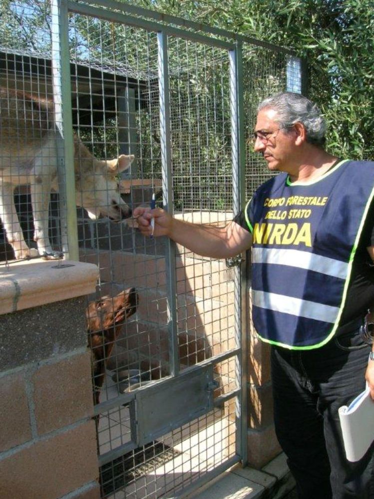 Canile abusivo sequestrato a Morano Calabro