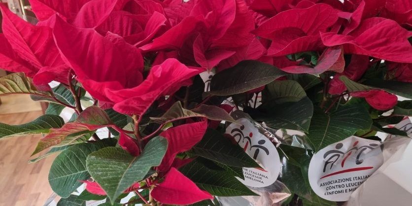 Ail scende in piazza con la Stella di Natale a sostegno della ricerca – VIDEO