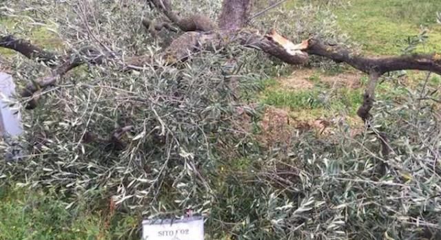 Intimidazione a un'azienda del Consorzio Goel