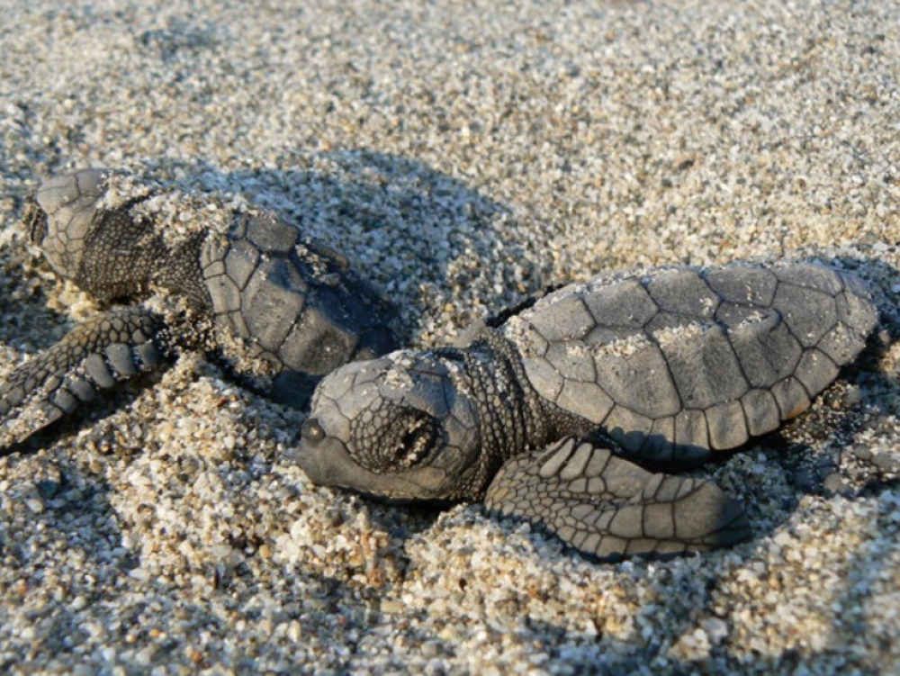 Il paradiso delle targarughe