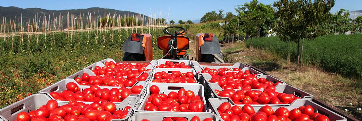 Campagna del pomodoro, Confagricoltura: «Giusto prezzo agli agricoltori»