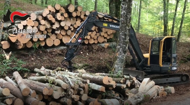 Taglio di alberi senza autorizzazione, 6 denunce nel Vibonese
