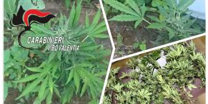 Sorpreso mentre irrigava una coltivazione di cannabis, denunciato un uomo a Joppolo