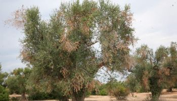 Agricoltura, Aifo: «Bene la risposta tempestiva della Regione Calabria su Xylella»