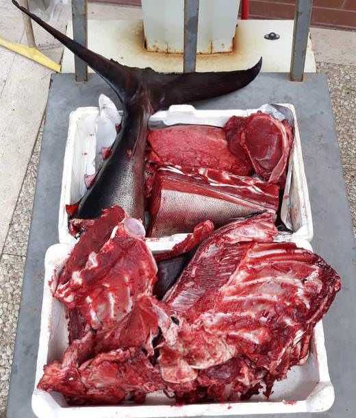 Sequestrati 20 kg di tonno rosso in vendita in una pescheria