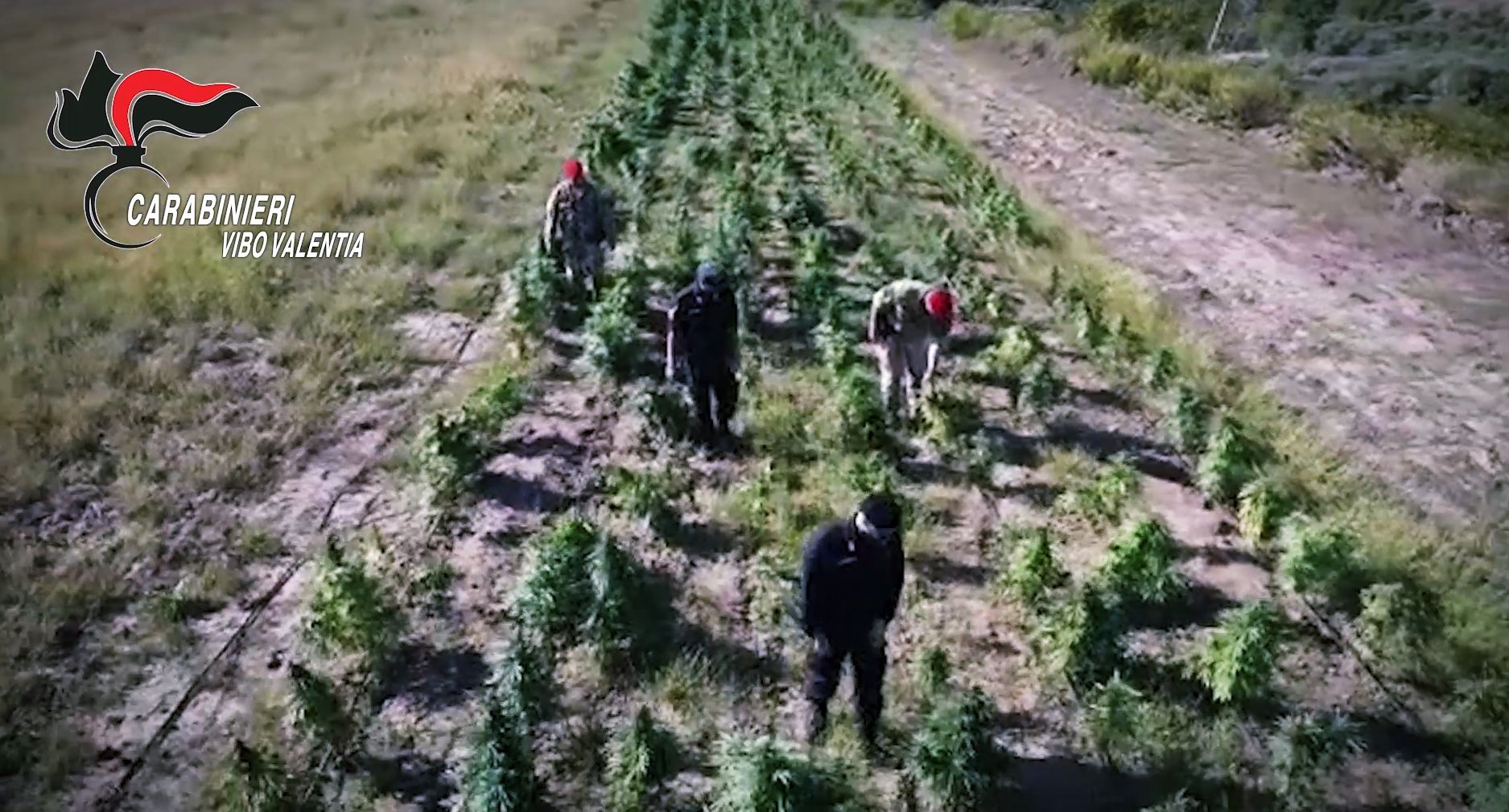 ‘Ndrangheta, il business della droga nelle mani (ancora) dei Bellocco di Rosarno