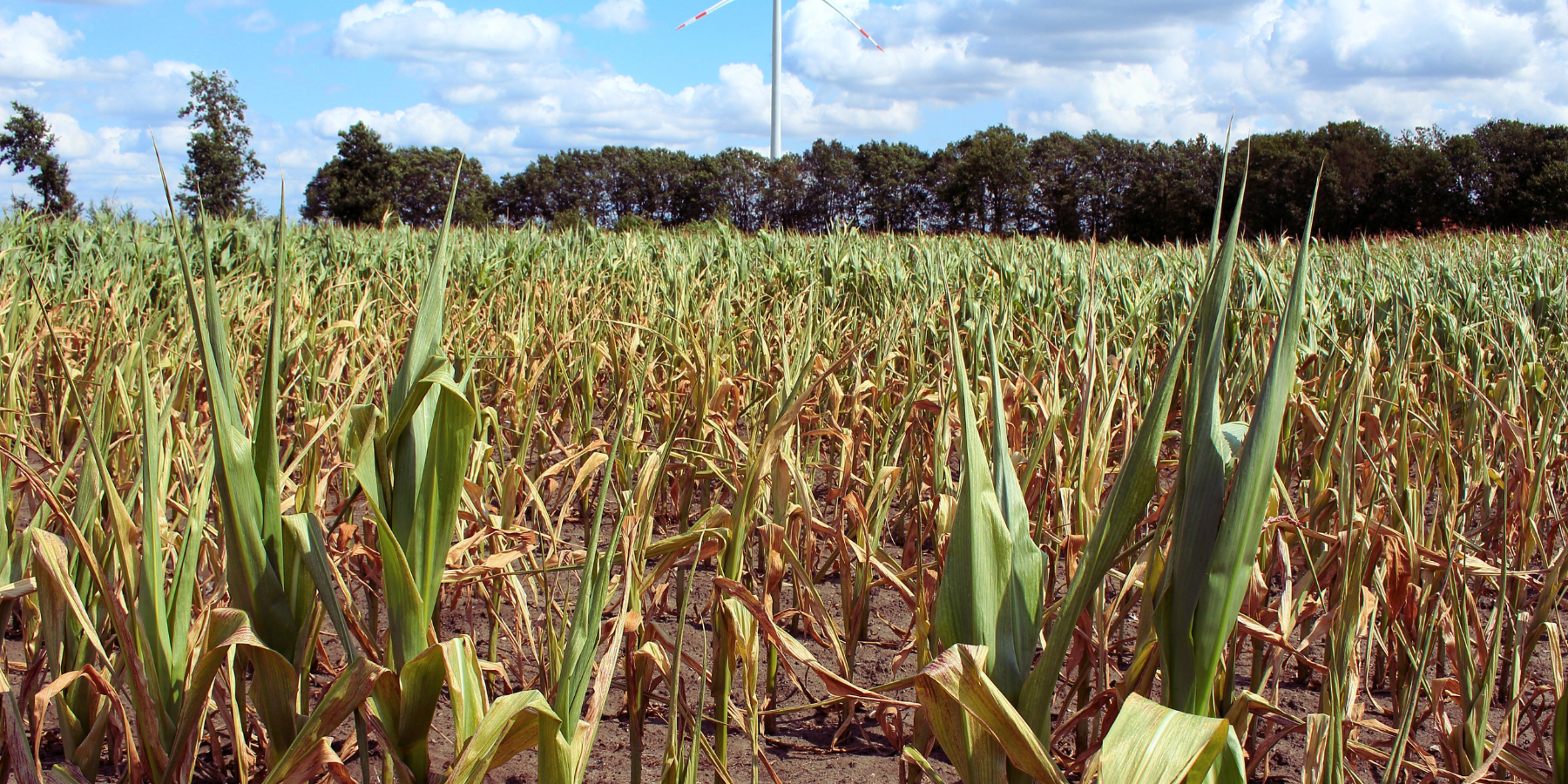 Siccità in Calabria, resta critica la situazione. Cosenza la provincia più colpita