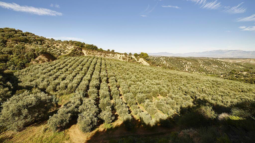 Oli Dop e Igp per conquistare il mercato