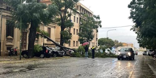 maltempo albero reggio