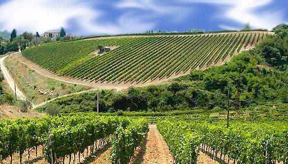 Il vino calabrese protagonista ad Expo 2015