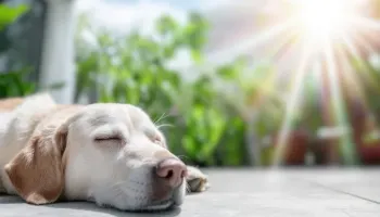 Caldo estremo, ecco l’ordinanza regionale che tutela gli animali d’affezione – IL TESTO