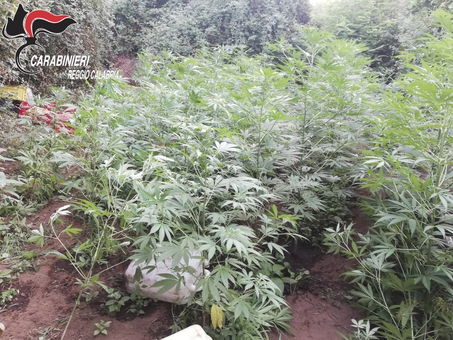 Coltivavano marijuana nel Reggino, arrestate tre persone