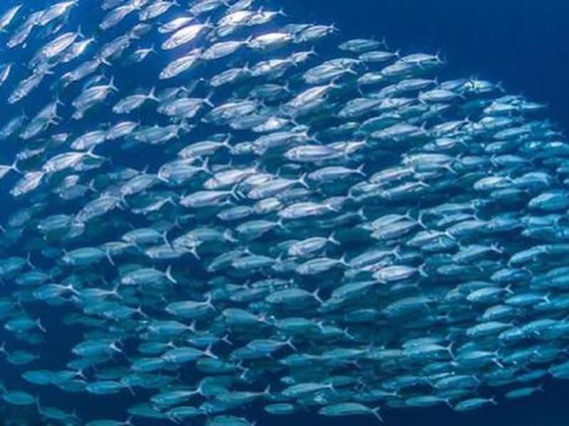 Ecosistemi marini, dalla Regione due milioni per la protezione della biodiversità