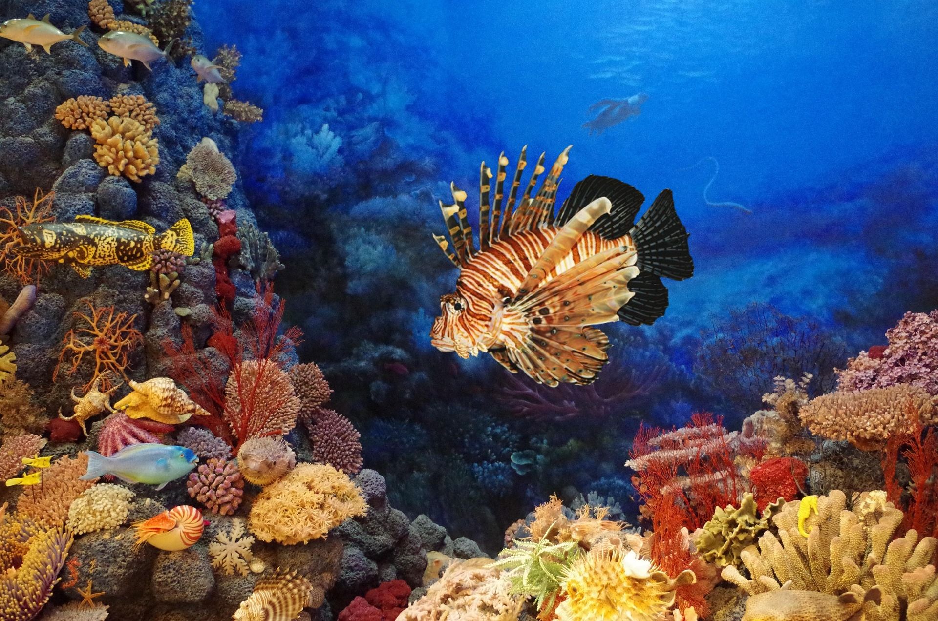 «Specie aliene nel Mediterraneo», il pesce scorpione segnalato a Palmi