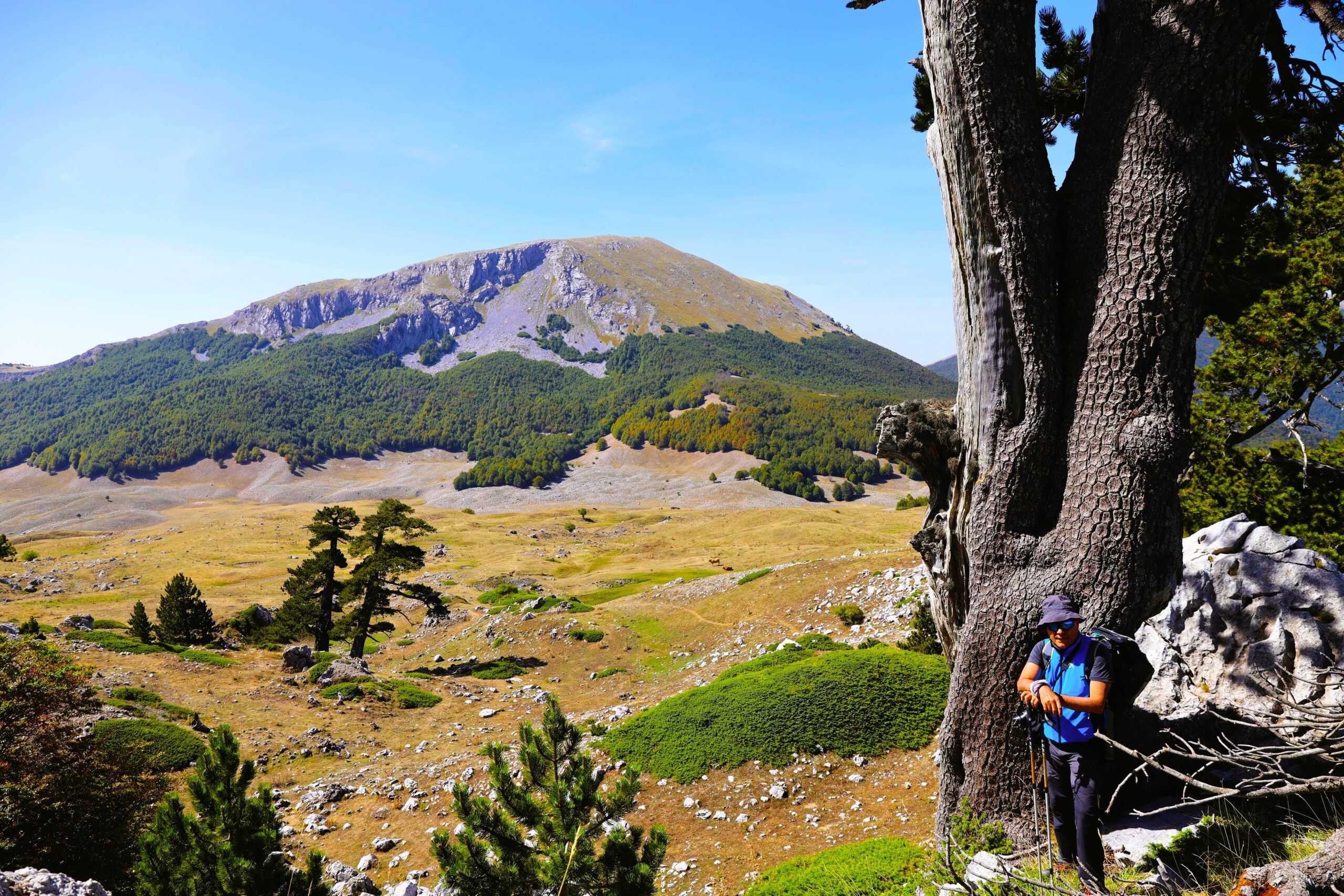 Piani di Pollino: elogio della follia. E dei pini loricati