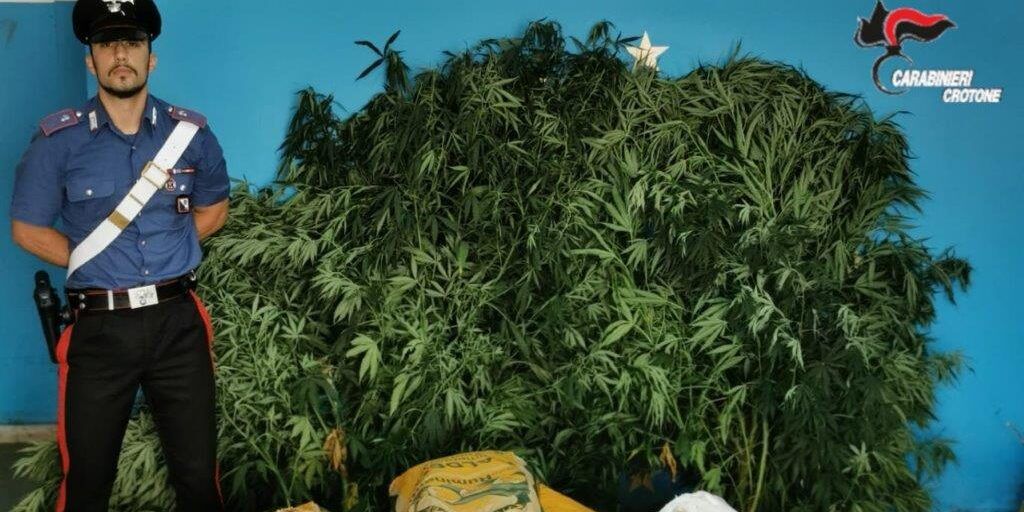 Isola Capo Rizzuto, sequestrati 18kg di marijuana e 32 piante di canapa indiana