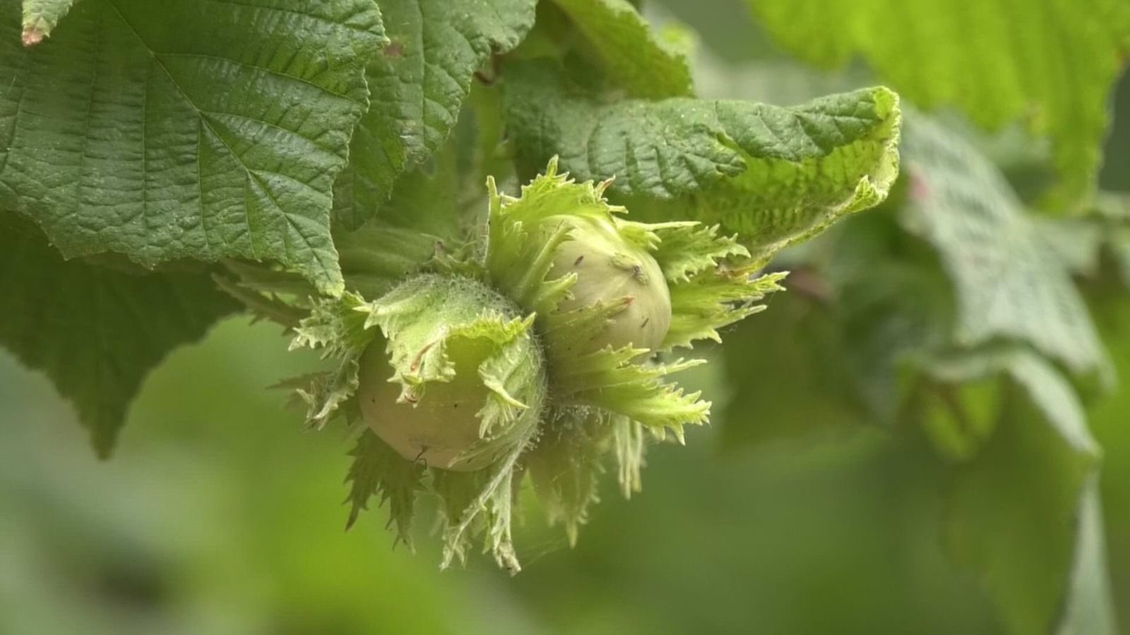 Lo sviluppo delle aree interne passa (anche) dalla corilicoltura