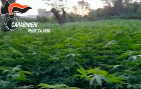 Tre arresti nella Locride per coltivazione di cannabis – VIDEO