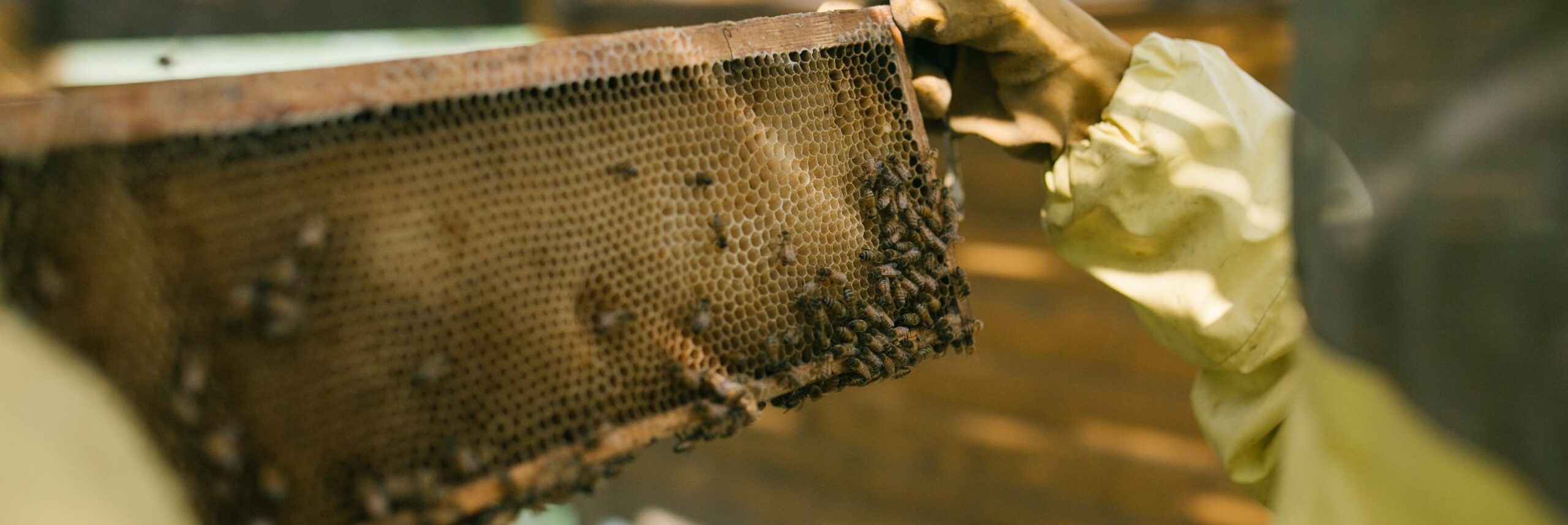 Giornata mondiale delle Api, installati alveari al ministero dell’Agricoltura