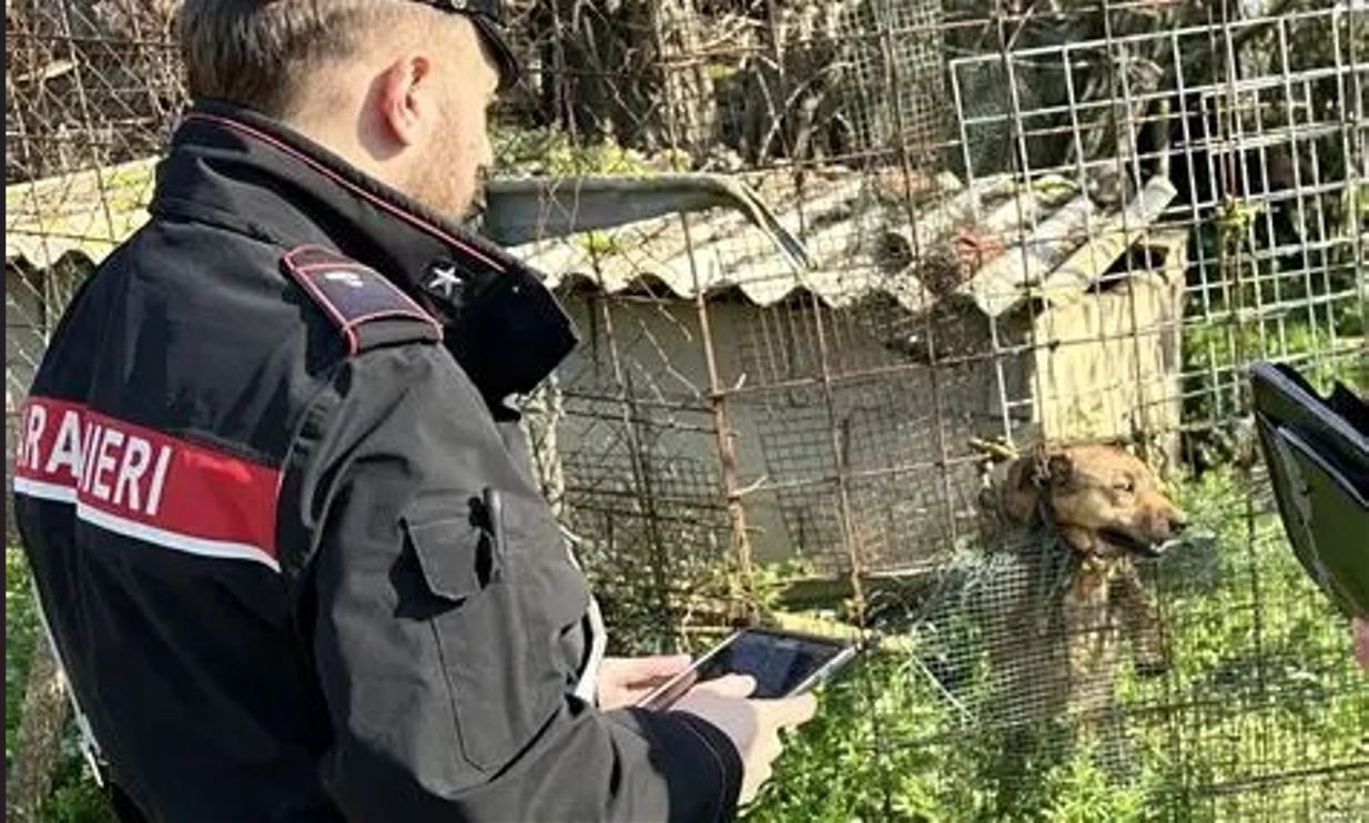 Chiaravalle Centrale, cani in catene: sanzioni per maltrattamenti sugli animali