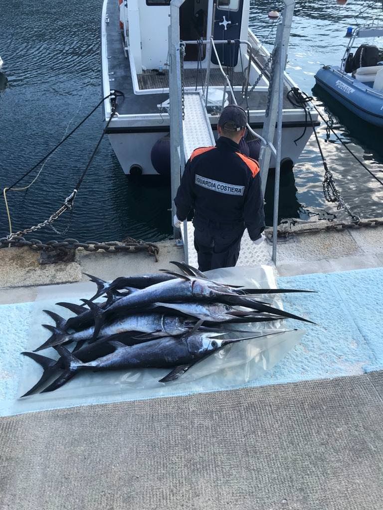 Guardia Costiera sequestra centinaia di piccoli esemplari di pesce spada