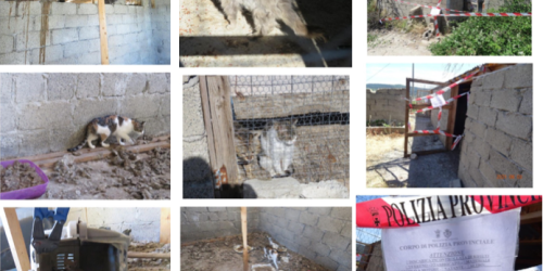 gatti-polizia-provinciale