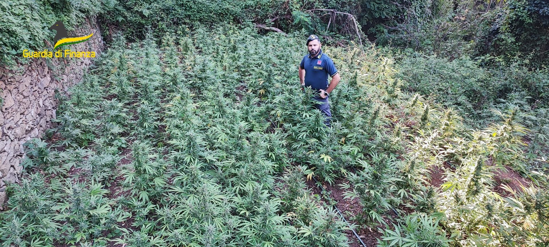 Scoperta una piantagione di 410 esemplari di cannabis