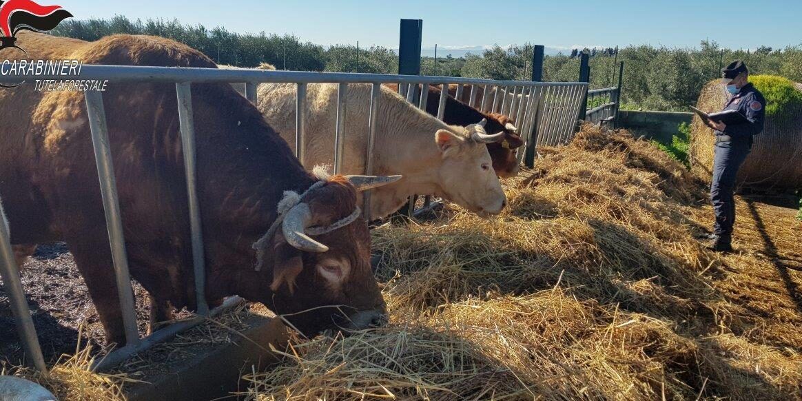 Animali “detenuti” in condizioni di sofferenza, allevatore denunciato