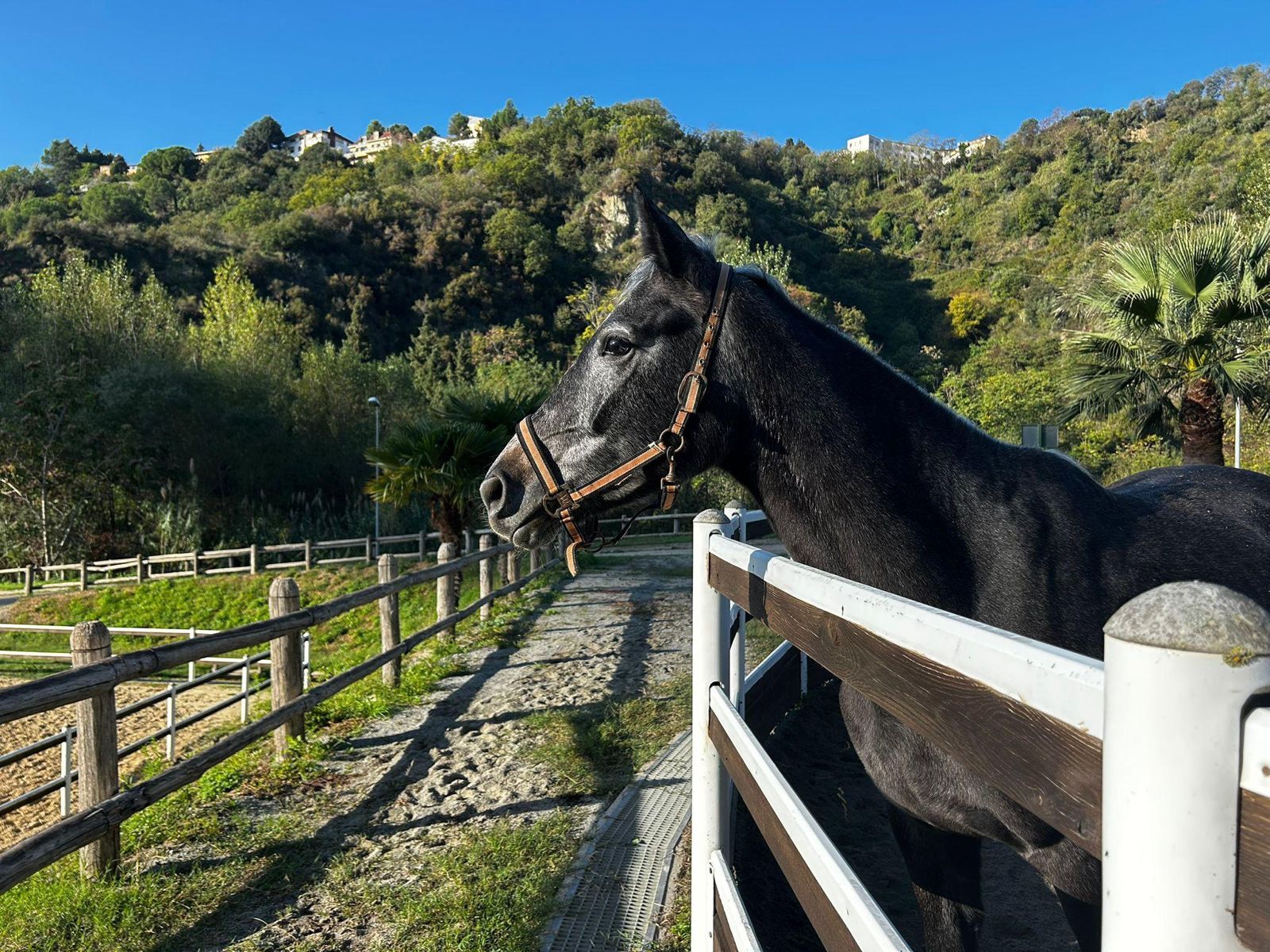 Tutto pronto per il Concorso nazionale equestre di Catanzaro: attesi oltre 200 cavalieri