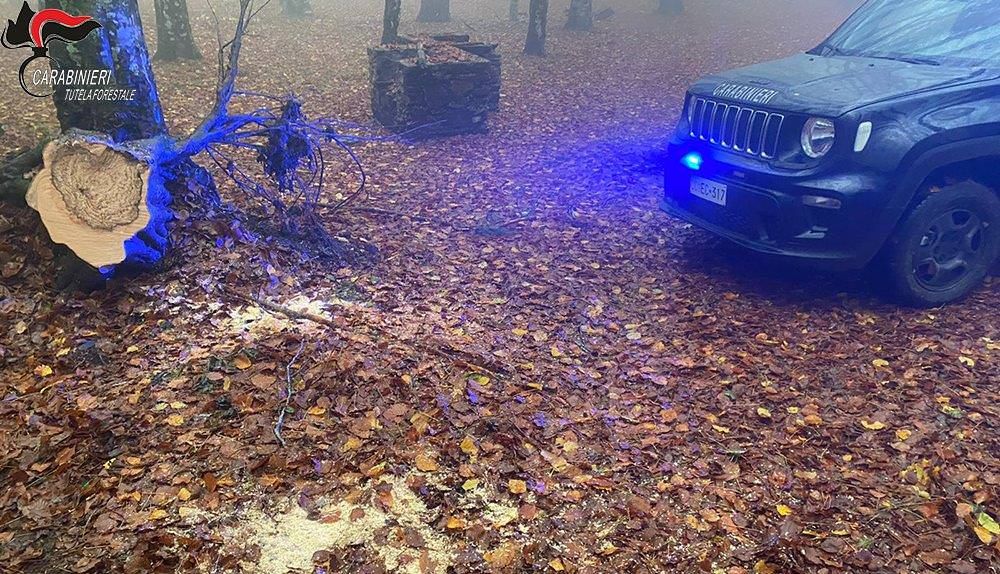 Montalto Uffugo, un arresto per furto di legname