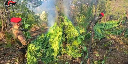 piantagione caulonia 1