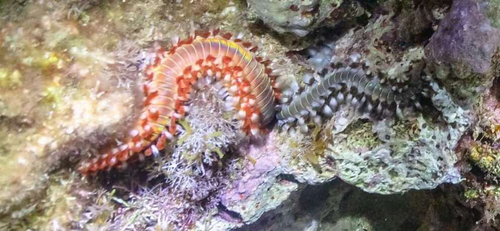 Il verme marino che minaccia i mari del Mezzogiorno