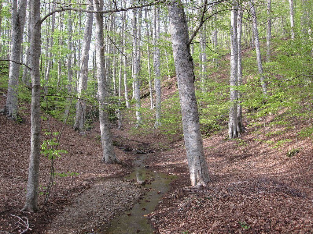 Una giornata in difesa della faggeta di monte Condrò-Serrastretta