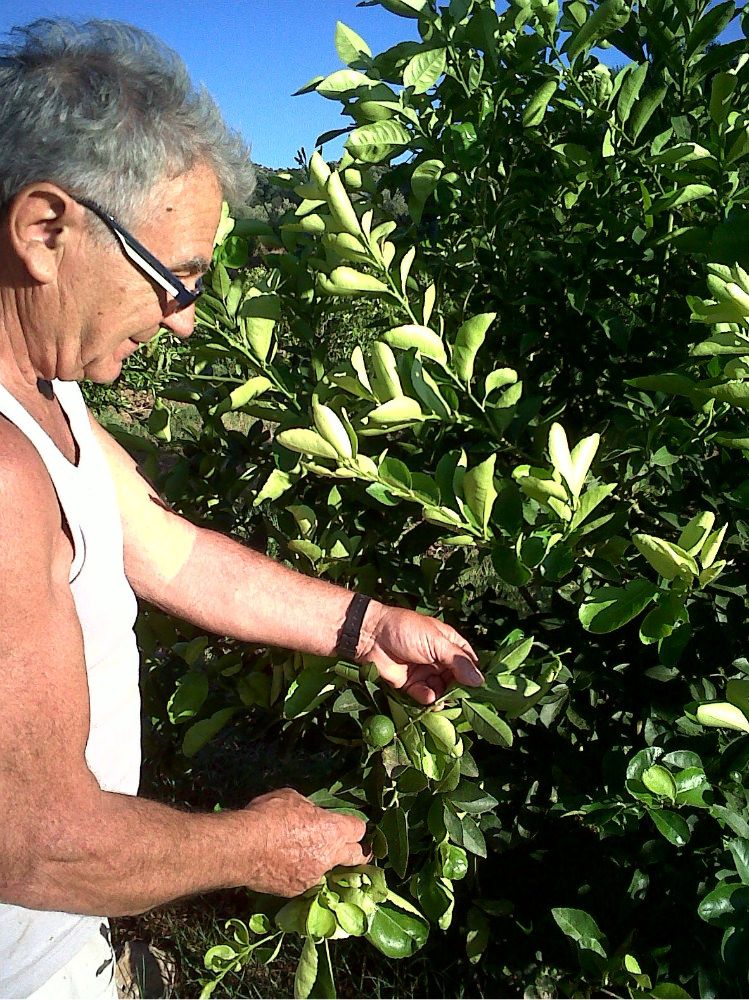 Il Medioriente di Calabria